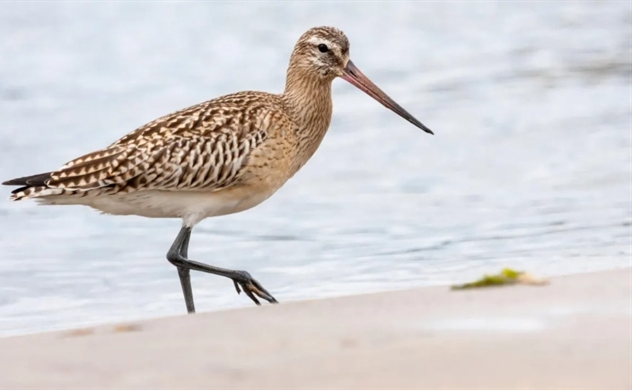 'Jet fighter' godwit breaks world record for non-stop bird flight