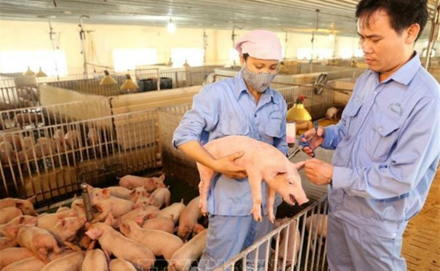 Vietnam’s meat producer’s 9-month profit surges 2,300% on pork shortage