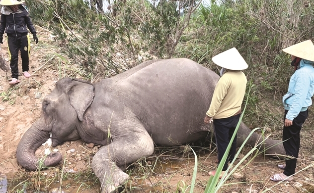 Hồi kết cho nghề thuần dưỡng voi ở Tây Nguyên