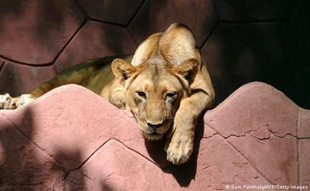 9 con sư tử dương tính với COVID-19 tại một vườn thú gần Chennai, Ấn Độ