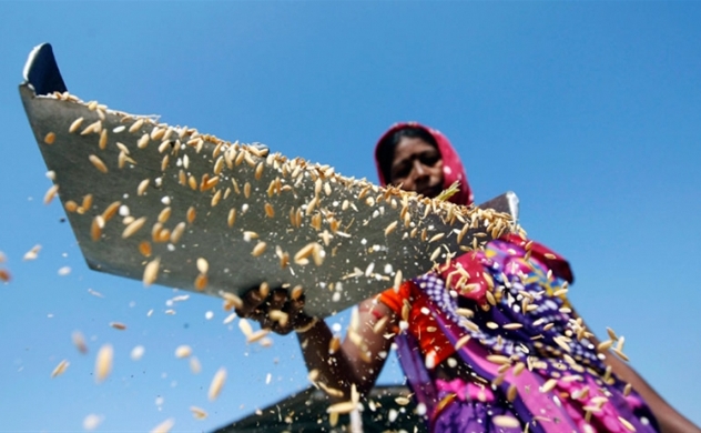 Five local rice firms to be inspected after imports of Indian rice surge