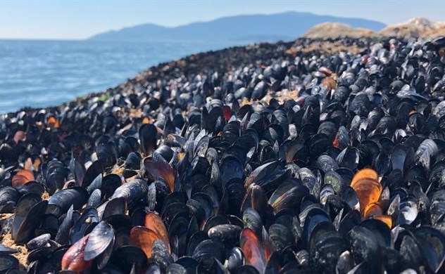 Nắng nóng kỷ lục "nướng chín" sinh vật trên bãi biển Canada