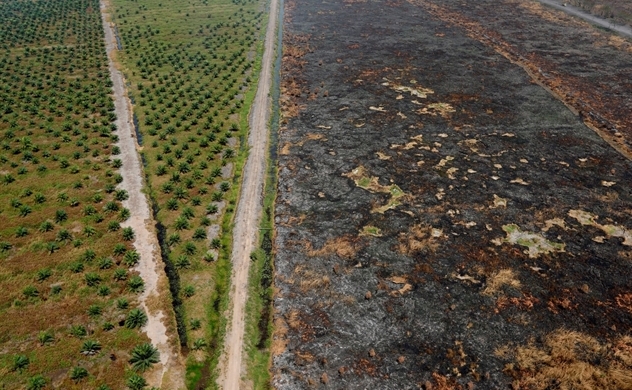 Hơn 100 nước cam kết chấm dứt nạn phá rừng