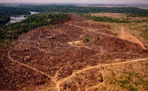 ‘Lá phổi xanh’ của trái đất bị tàn phá ác liệt suốt 15 năm qua