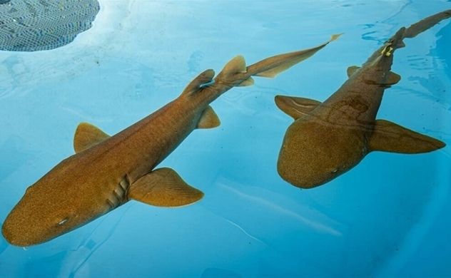 Kháng thể cá mập có thể vô hiệu biến chủng Delta và Omicron