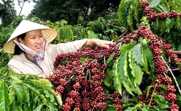 Vietnam’s coffee exports expected to reach $6 billion in 2030