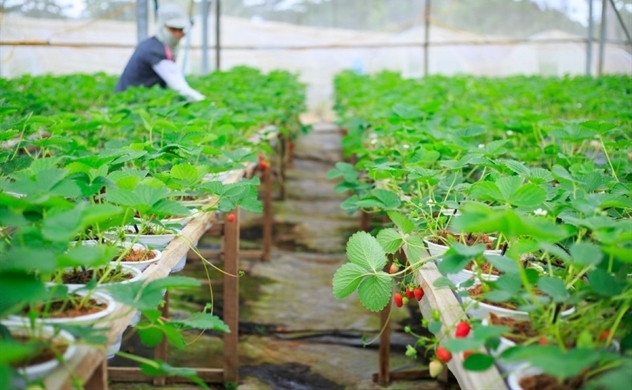Việt Nam vào Top 10 nền nông nghiệp xanh, hiện đại nhất thế giới vào năm 2050?
