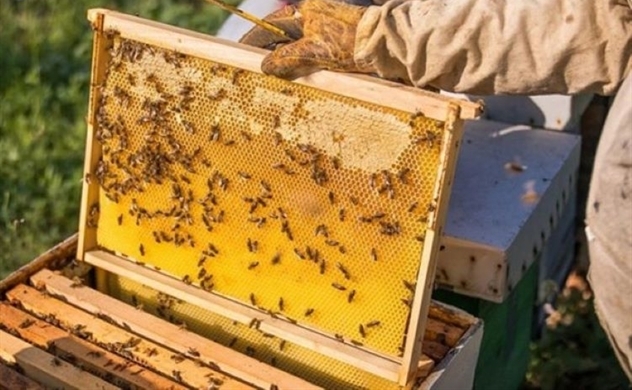 US cuts down anti-dumping duties on Vietnam’s honey by almost sevenfold
