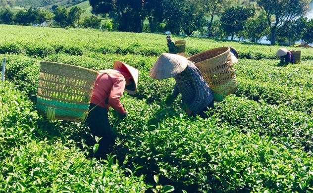 Chinese Taiwan increases tea imports from Vietnamese market
