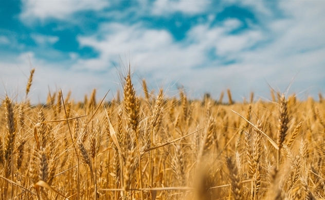 Chuyên gia cảnh báo nguồn cung lúa mì cho thế giới chỉ còn đủ 10 tuần