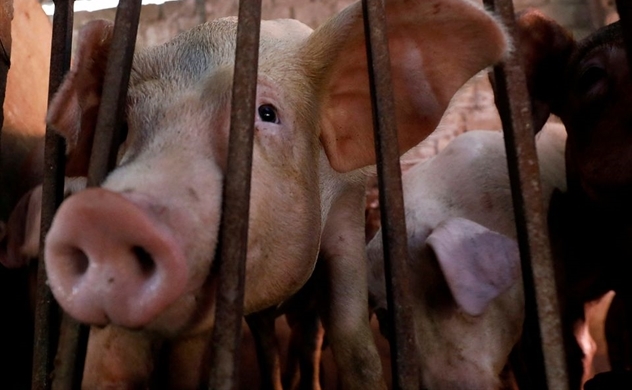 Vietnam develops 'world's first' African swine fever vaccine for commercial use