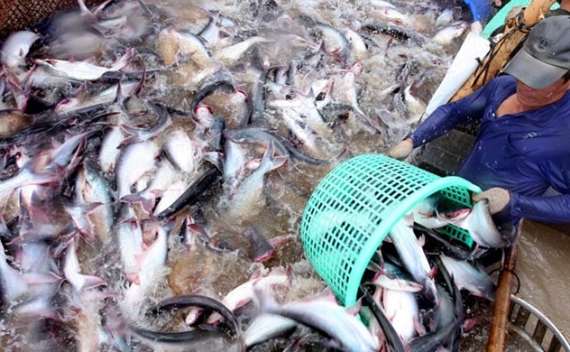 Khủng hoảng lương thực tại châu Âu có tạo ra cơ hội cho cá tra Việt?