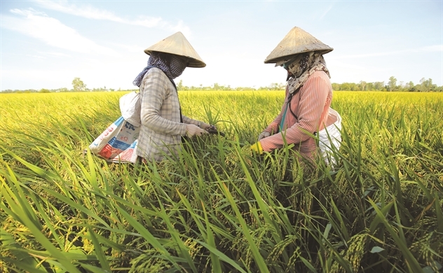 Gạo Việt giữa khủng hoảng lương thực