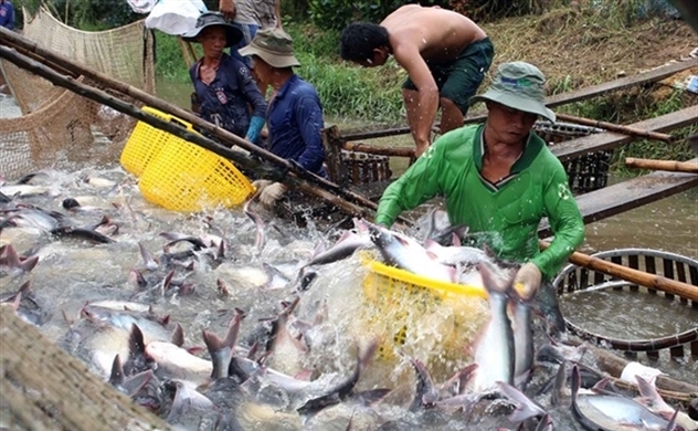 Gov't targets to raise aquatic export value to nearly $8 bln by 2025