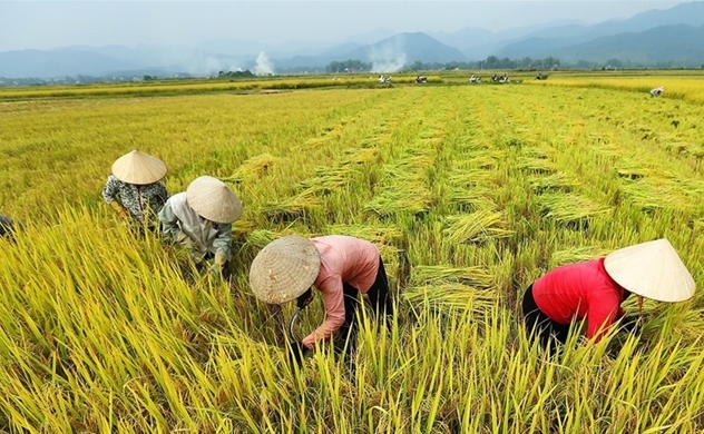 Vietnam, Thailand to meet in October to discuss hiking rice export prices