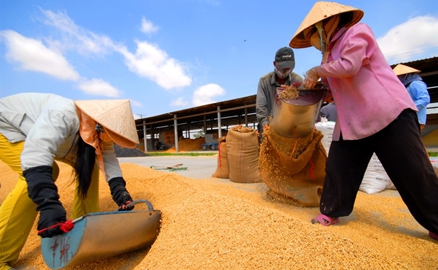 Dự báo giá gạo tăng, VNDirect 