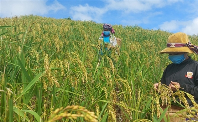 Nông nghiệp hữu cơ Việt Nam ngày càng 