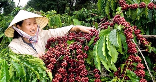 Vietnam becomes third largest coffee supplier to U.S.