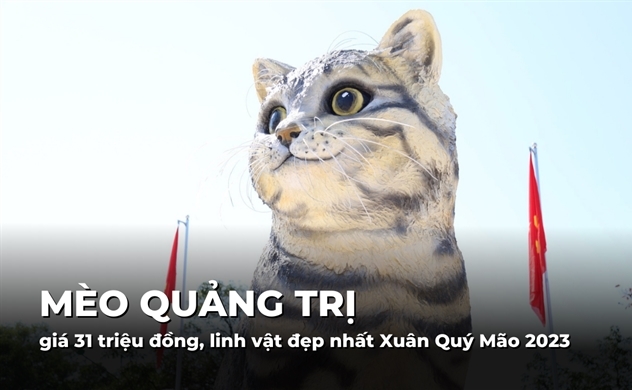 Mèo Quảng Trị giá 31 triệu đồng, linh vật đẹp nhất Xuân Quý Mão 2023