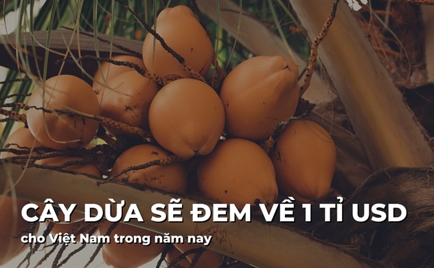Cây dừa sẽ đem về 1 tỉ USD cho Việt Nam trong năm nay