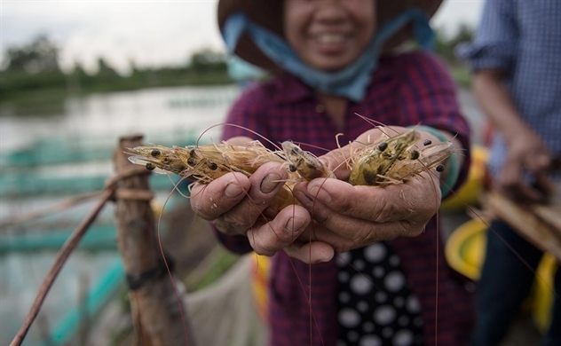 Vietnam Aims to Achieve 1 Million Tons of Shrimp Production in 2023