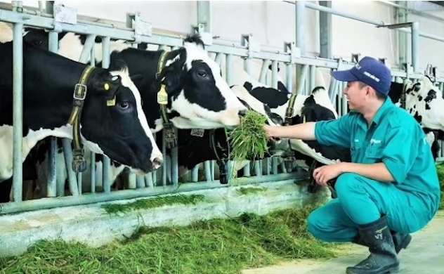 Japan’s Sojitz, Vinamilk builds $500 mln breeding, beef processing complex