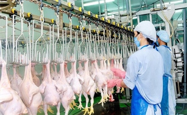 Domestic poultry sellers face tough competition from imported chicken