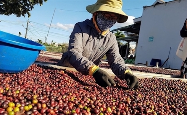 Viet Nam posts 78.9 per cent growth in coffee export value to Spain