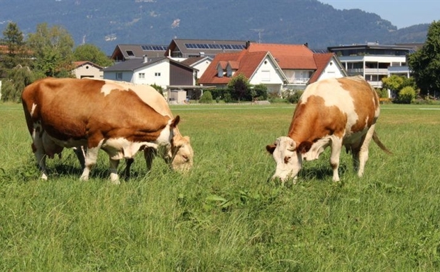 Châu Âu muốn thu hẹp công nghiệp chăn nuôi để giảm phát thải