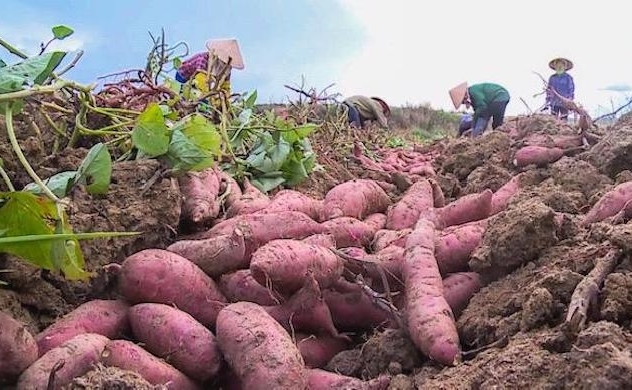 First batch of sweet potatoes to be exported to China next month
