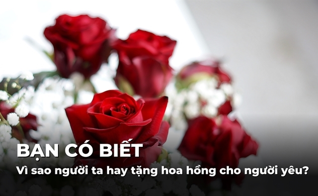 Vì sao khi yêu người ta hay tặng hoa hồng cho nhau?