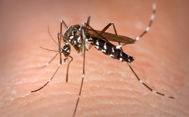 Nghiên cứu mới giúp phát hiện sớm ca bệnh sốt xuất huyết có nguy cơ tử vong