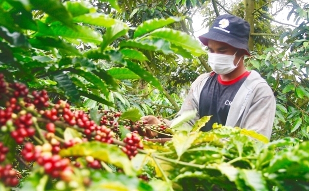 Foreign firms earn $420 mln from Q1 coffee exports