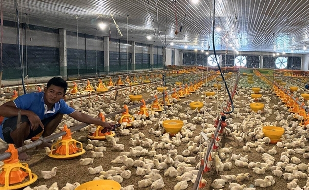 Vietnam chicken farming sector grapples with surge in imports