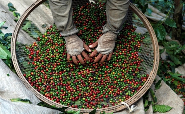 El Nino seen posing larger risk for robusta coffee, less to arabica