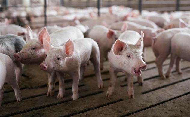 Nước Mỹ đau đầu vì người Trung Quốc tiêu thụ quá ít thịt lợn