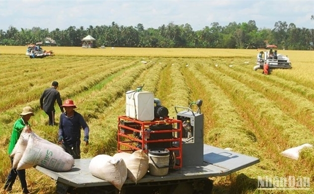 Rice industry requires right investment
