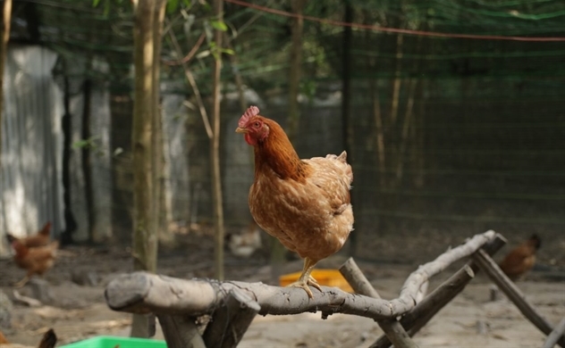 Tiêu thụ và sản xuất trứng gà nhân đạo hướng đi phát triển bền vững