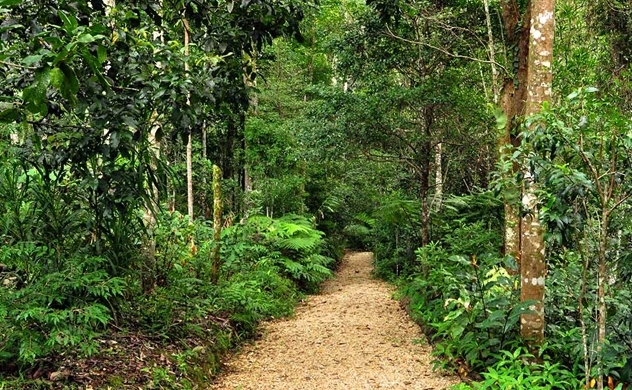 Việt Nam sẽ thu được 200 triệu USD/năm nhờ mức hấp thụ carbon của rừng