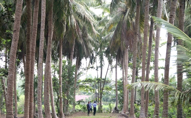Ngành dừa Việt Nam 