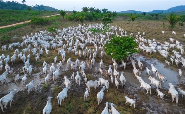 Hơn 800 triệu cây ở rừng Amazon bị đốn hạ để đáp ứng nhu cầu thịt bò