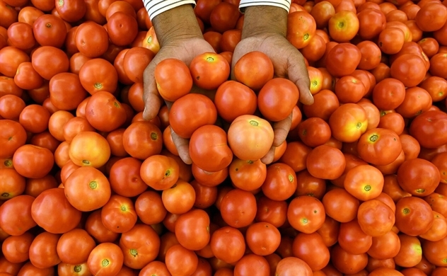 Cà chua đắt hơn cả xăng khiến Ấn Độ 