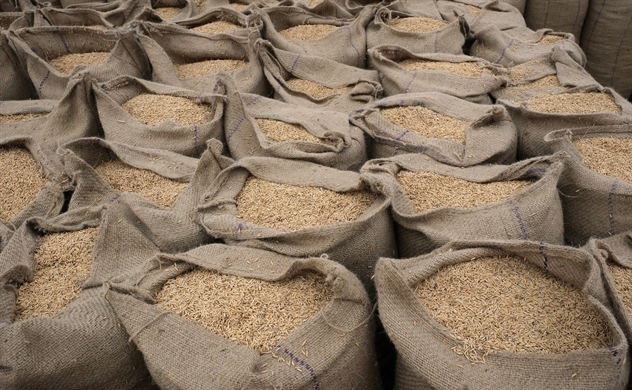Giá gạo châu Á đạt đỉnh vì El Nino