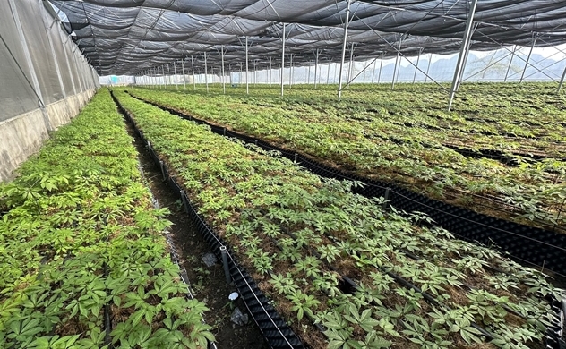 1700 mét: Từ vùng trồng sâm đến dòng mỹ phẩm ưu Việt
