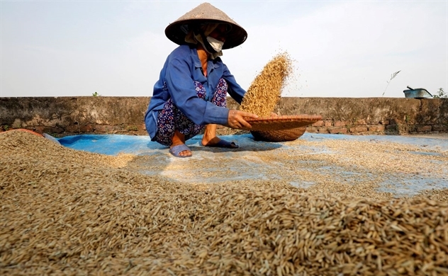 Exclusive: Thai, Vietnamese exporters renegotiate 500,000 tons of rice deals