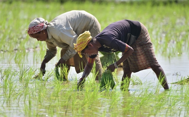 Thị trường gạo toàn cầu ra sao khi Ấn Độ cấm xuất khẩu gạo?