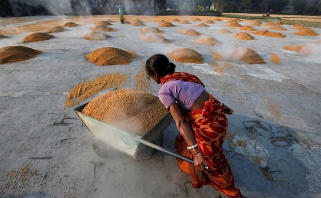 Lo ngại hiệu ứng Domino sau lệnh cấm xuất khẩu gạo của Ấn Độ