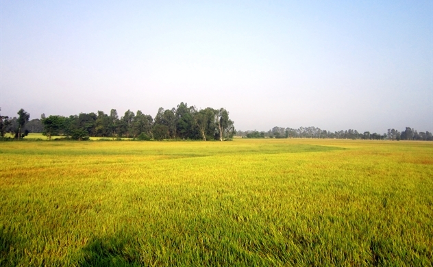 Đồng bằng sông Cửu Long nâng diện tích trồng lúa vụ Thu Đông lên 700.000 ha