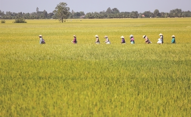 Rising rice prices could send exporters into a price trap