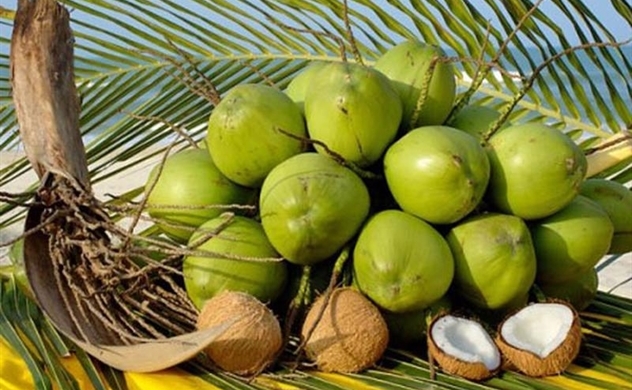 Vietnam’s coconut exports expexted to reach $1 billion by 2025